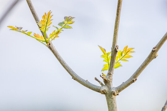 arbre feuille printemps
