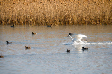 강진만을 찾아온 겨울 철새 큰 고니