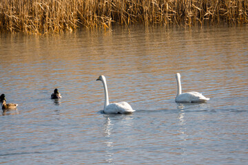 강진만을 찾아온 겨울 철새 큰 고니