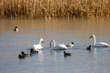강진만을 찾아온 겨울 철새 큰 고니