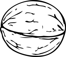 Hand drawn vector line illustration of a whole walnut.