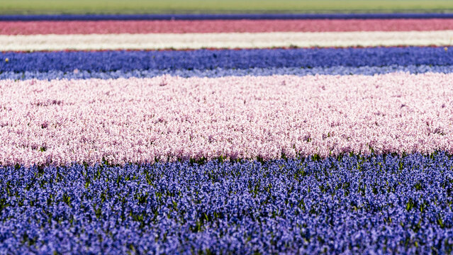 Hyacinth flowering field in spring with different colours