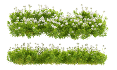 grass isolated on white