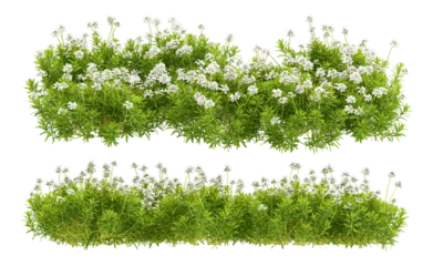 Fotobehang Bloemen grass isolated on white  © Hanh