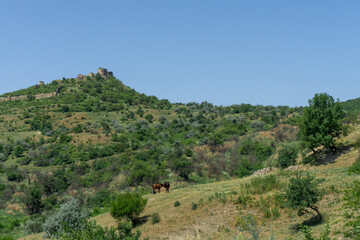 Fototapeta na wymiar Ruins of medieval fortress on the hill. Bushes and fields around. Two horses eating grass. Blue bright sky.