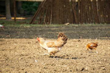 Chickens are looking for food on the ground.The chickens walk around the house.