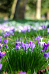 Obraz premium flowers in the garden