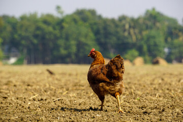 Chickens are looking for food on the ground.The chickens walk around the house.
