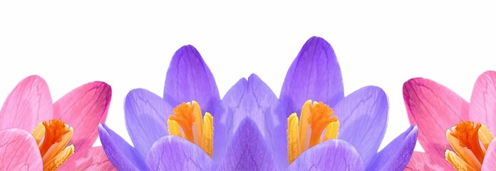 purple crocus flowers - obrazy, fototapety, plakaty