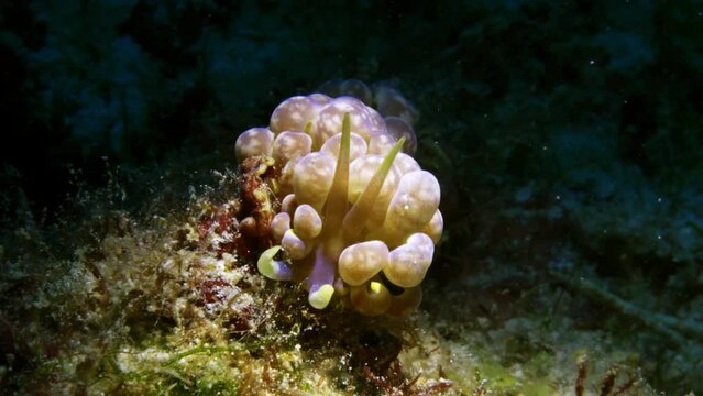 Incredible purple and yellow Phyllodesmium magnum nudibranch perched on a patch of soft coral.