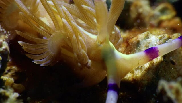 Unique close-up of a Blue Dragon nudibranch - Pteraeolidia ianthina, showing beautiful white and purple rhinophores.