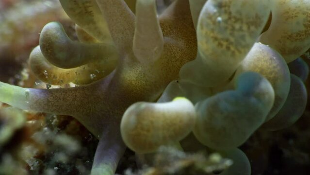 Unique close-up shot of a beautiful Phyllodesmium magnum nudibranch showing the intricate details of its light purple cerata and rhinophores.
