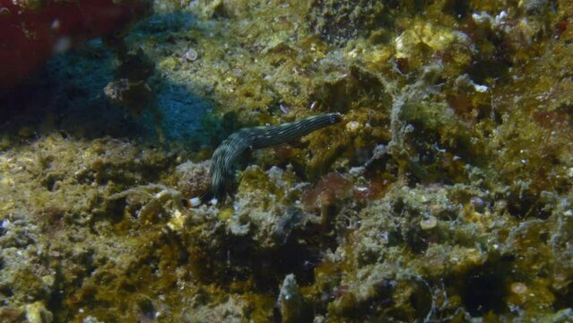 Incredibly cute Thuridilla gracilis nudibranch frantically crawling on the ocean floor.