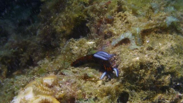 Incredible orange, black, and blue Roboastra gracilis nudibranch fighting against the strong current on the ocean floor.
