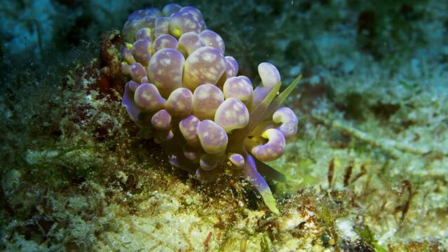 Cute Phyllodesmium magnum nudibranch crawling slowly among the soft coral and algaes on the ocean floor.