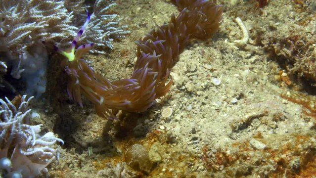 Cute and curious Blue dragon nudibranch, Pteraeolidia ianthina, gathering chemical scents from its surroundings on the rich ocean floor.