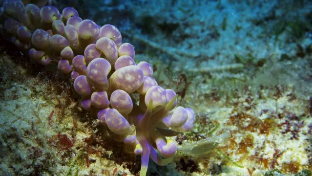 Magnificent purple and yellow Phyllodesmium magnum nudibranch stretching on the ocean floor to show its amazing form and colors.
