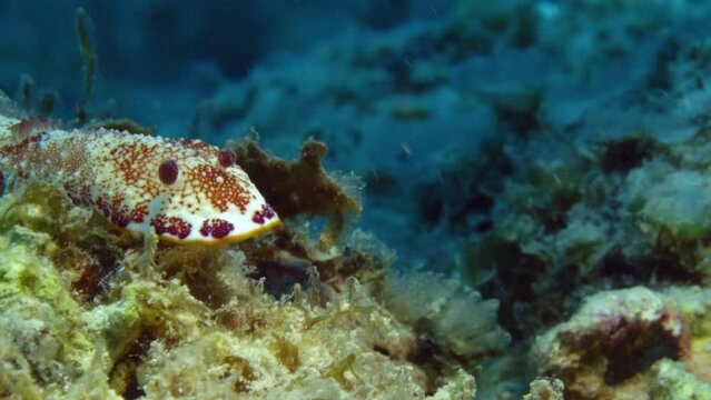 Mesmerizing Goniobranchus sp nudibranch with white and pink mantle and pink rhinophores making its way on the ledge of a hard coral on the ocean floor.