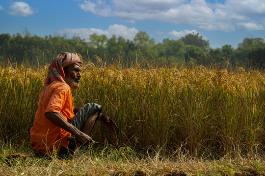 Bangladeshi old farmer harvesting paddy. Rice fields of Bangladesh. Sunburned farmer's face. Farmers are now happily reaping the ripe paddy.