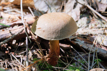 Picking of forest mushrooms on a warm sunny day. Nature of autumn forest. Season of mushrooms in forest. Sunny day.