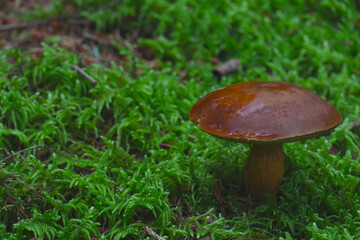 Close up of a brown mushroom (bay bolete or Imleria badia) in a forest with a green, mossy background