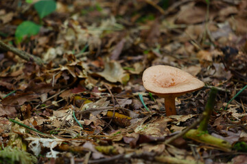 Close up of a fenugreek milkcap (Lactarius helvus) in an autumn forest with a dark, neutral background