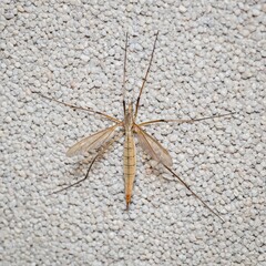 European crane fly on the wall from above