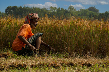 Bangladeshi old farmer harvesting paddy. Rice fields of Bangladesh. Sunburned farmer's face. Farmers are now happily reaping the ripe paddy.