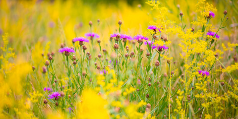 Colorful flower panorama with Brownray knapweed (Centaurea jacea) a herbaceous perennial plant...