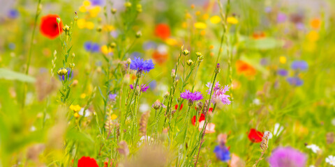 Colorful summer wildflower panorama. Mixed meadow dots of blooming plants like blue Corn flowers...
