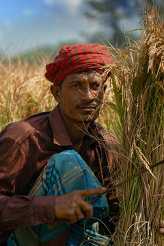 Farmers are harvesting paddy&mdash;rice fields in Bangladesh. Farmers have worked hard to produce paddy and are now happily harvesting the ripe paddy.