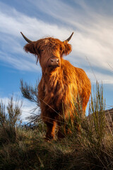 vaca peluda escocesa