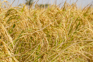 Golden rice fields. Closeup photo of ripe rice. Improved rice. Vast paddy fields in Bengal.