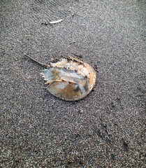 Horseshoe-crab or Belangkas or scientific name tachypleus gigas at the beach sand