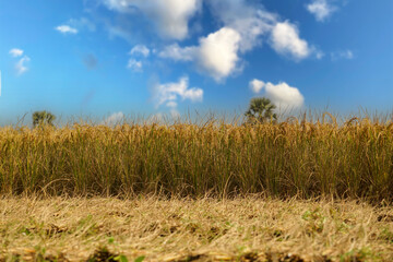 Ripe paddy fields take on a golden hue under the blue sky. Grainy ripe paddy fields. Paddy is...
