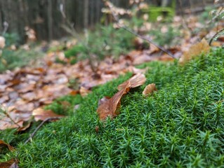 Waldboden mit Moos