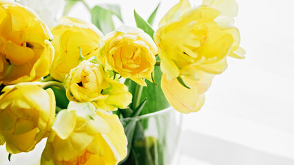 Mothers day, Greeting card. Congratulations concept, March 8. Sunlit Yellow Tulips in Vase. Close-up of vibrant yellow tulips bathed in soft natural light, emanating freshness and spring vibes. - 746447521