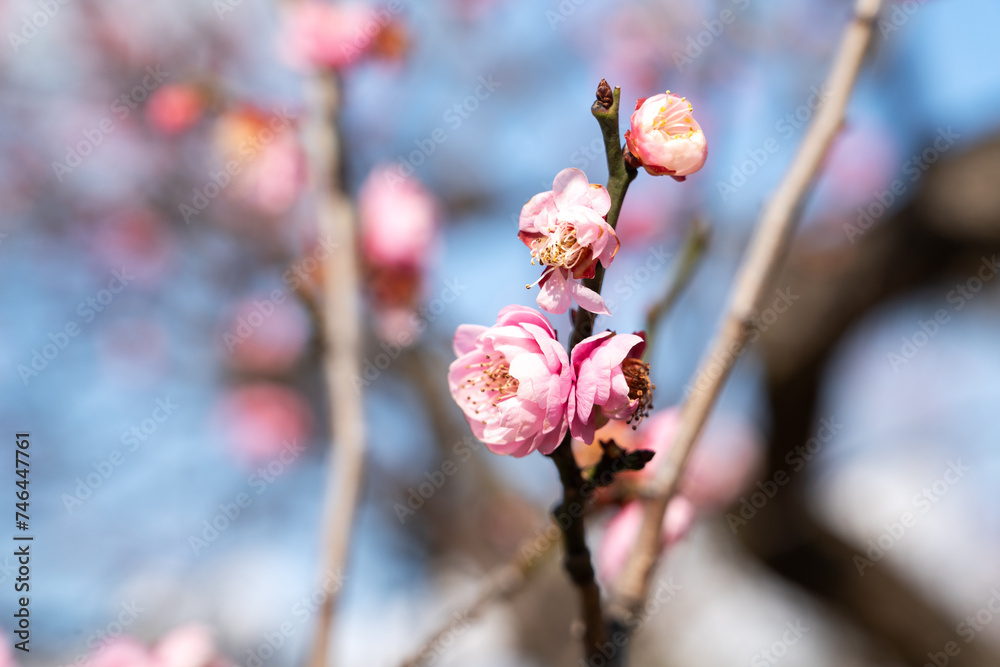 Sticker Fresh beautiful pink plum flower blossom.