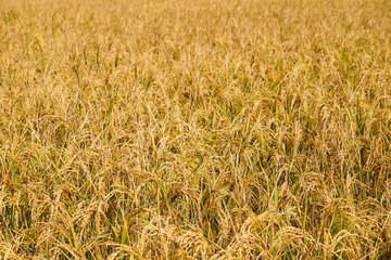 The ripe paddy field has a golden color.From paddy to rice,from rice to rice,we live by eating this rice.Rice is main food of Bangladesh.