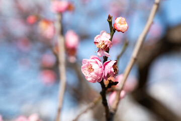 Fresh beautiful pink plum flower blossom.