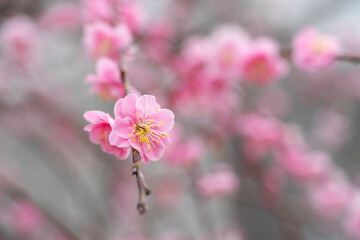 Fresh beautiful pink plum flower blossom.