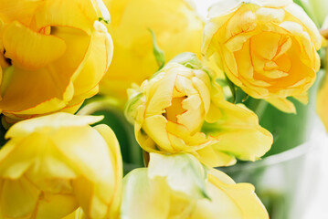 Mothers day, Greeting card. Congratulations concept, March 8. Sunlit Yellow Tulips in Vase. Close-up of vibrant yellow tulips bathed in soft natural light, emanating freshness and spring vibes. - 746448140