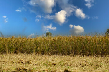 Ripe paddy fields take on a golden hue under the blue sky. Grainy ripe paddy fields. Paddy is...