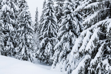 Snow Covered Forest in Sweden
