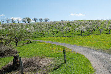 Fototapeta premium A gravel path leads past a low, blossoming cherry tree plantation