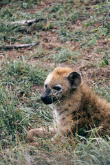 Close up portrait young cute smiled spotted hyena, animal in natural habitat, wildlife South Africa. Wild nature wallpaper. Kruger National Park safari