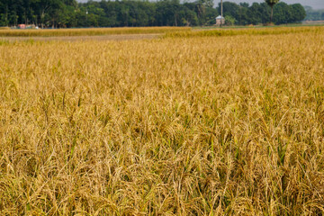 Ripe paddy fields take on a golden hue. Grainy ripe paddy field. Paddy becomes rice. Rice is the staple food of Bangladesh.