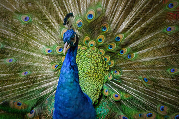 Obraz premium Close up Male Blue Peacock