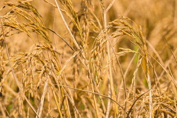 Golden rice fields. Closeup photo of ripe rice. Improved rice. Vast paddy fields in Bengal.