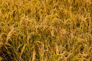 Golden rice fields. Closeup photo of ripe rice. Improved rice. Vast paddy fields in Bengal. The ripe paddy field has a golden color. From paddy to rice, from rice to rice, we live by eating this rice.